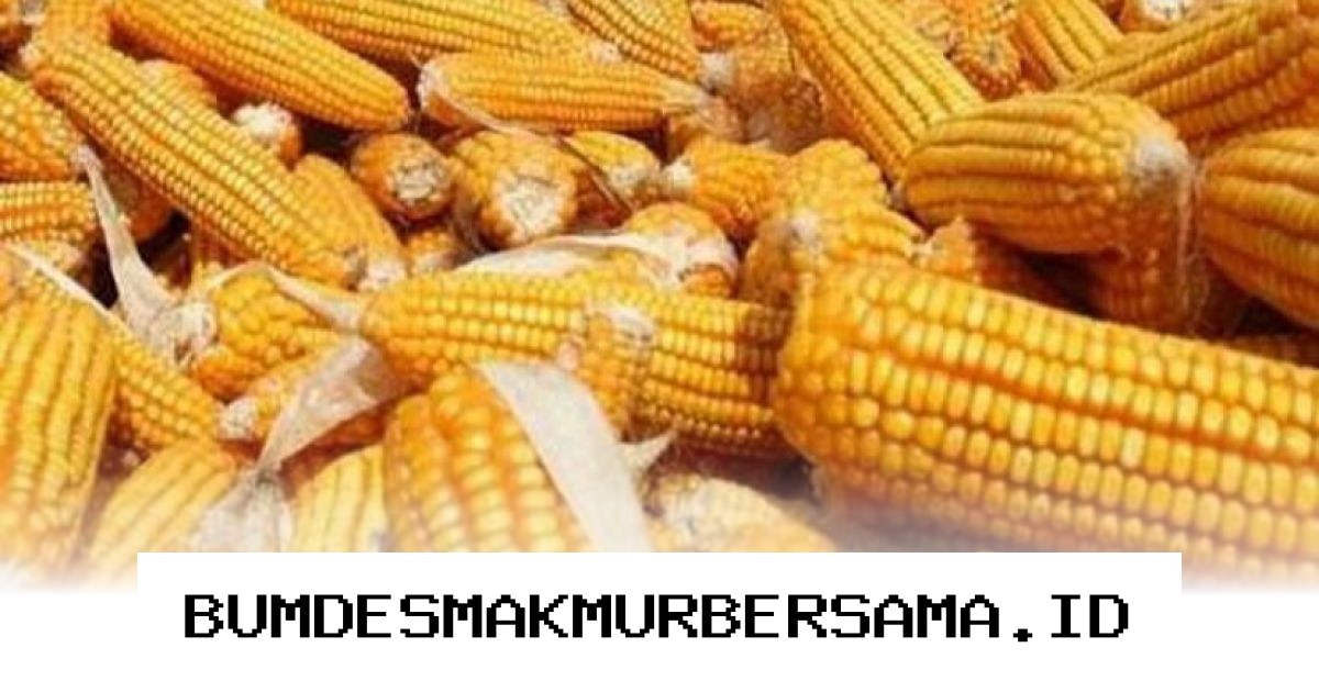 Mengapa Impor Jagung 100 Ribu Ton dari AS Justru Bisa Untungkan Petani Indonesia?